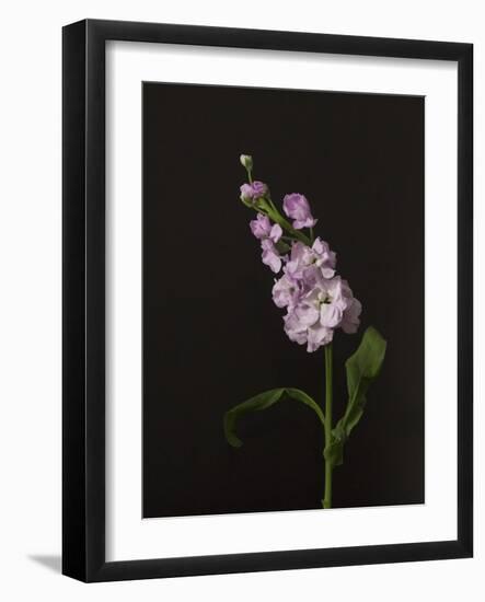 Dark & Dreamy II-Renée Stramel-Framed Photographic Print