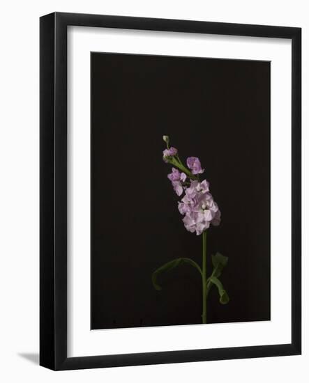 Dark & Dreamy III-Renée Stramel-Framed Photographic Print