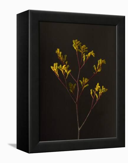 Dark & Dreamy V-Renée Stramel-Framed Premier Image Canvas