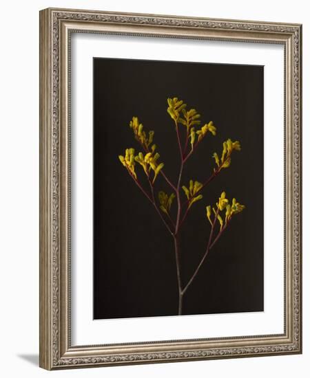 Dark & Dreamy V-Renée Stramel-Framed Photographic Print