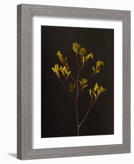 Dark & Dreamy V-Renée Stramel-Framed Photographic Print