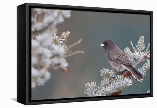 Dark-Eyed Junco in Spruce Tree in Winter Marion, Illinois, Usa-Richard ans Susan Day-Framed Premier Image Canvas