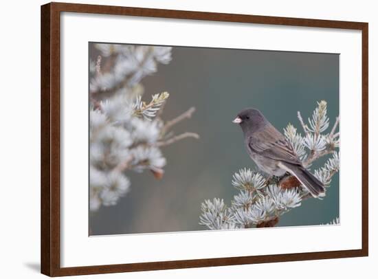 Dark-Eyed Junco in Spruce Tree in Winter Marion, Illinois, Usa-Richard ans Susan Day-Framed Photographic Print