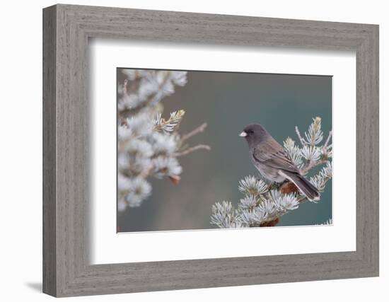 Dark-Eyed Junco in Spruce Tree in Winter Marion, Illinois, Usa-Richard ans Susan Day-Framed Photographic Print