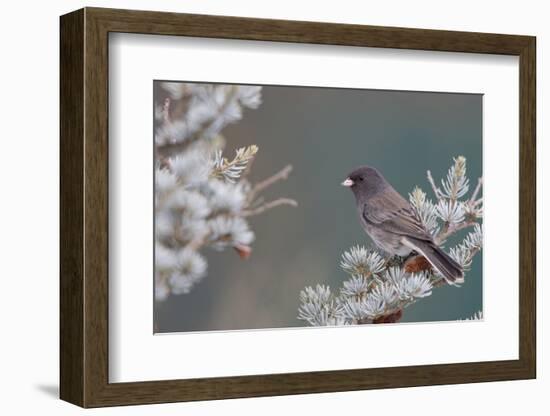 Dark-Eyed Junco in Spruce Tree in Winter Marion, Illinois, Usa-Richard ans Susan Day-Framed Photographic Print