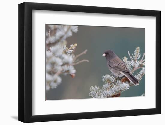 Dark-Eyed Junco in Spruce Tree in Winter Marion, Illinois, Usa-Richard ans Susan Day-Framed Photographic Print