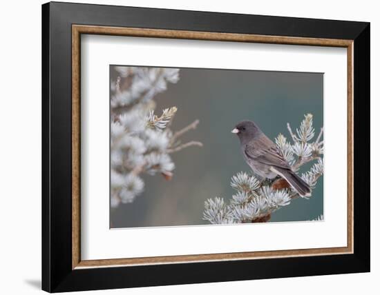 Dark-Eyed Junco in Spruce Tree in Winter Marion, Illinois, Usa-Richard ans Susan Day-Framed Photographic Print