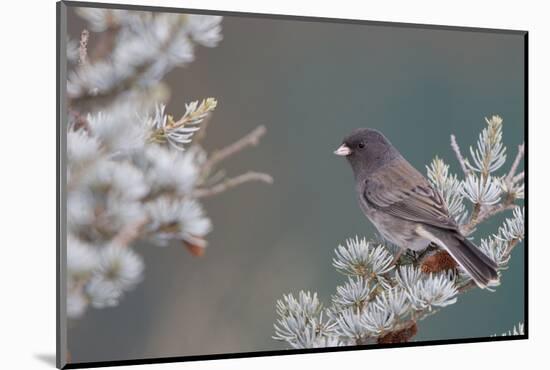 Dark-Eyed Junco in Spruce Tree in Winter Marion, Illinois, Usa-Richard ans Susan Day-Mounted Photographic Print
