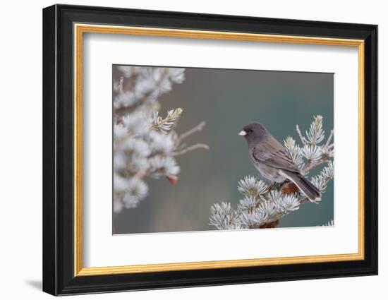 Dark-Eyed Junco in Spruce Tree in Winter Marion, Illinois, Usa-Richard ans Susan Day-Framed Photographic Print