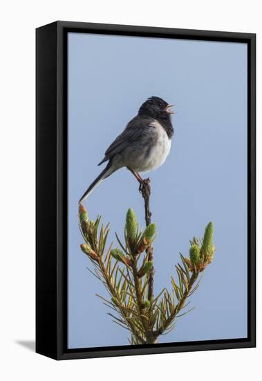 Dark-eyed junco singing-Ken Archer-Framed Premier Image Canvas