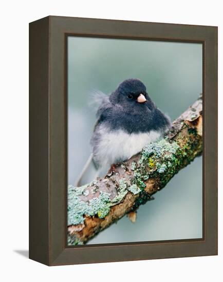 Dark-eyed Junco-Adam Jones-Framed Premier Image Canvas