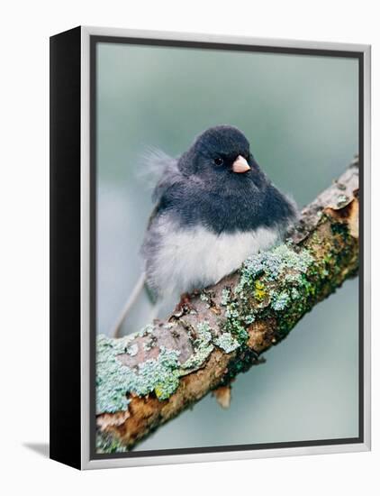 Dark-eyed Junco-Adam Jones-Framed Premier Image Canvas