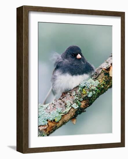 Dark-eyed Junco-Adam Jones-Framed Photographic Print