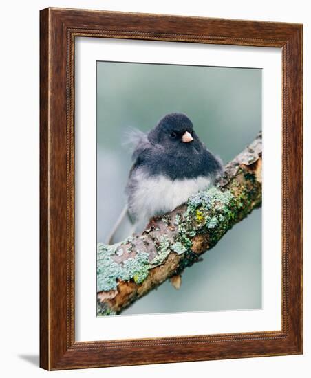 Dark-eyed Junco-Adam Jones-Framed Photographic Print