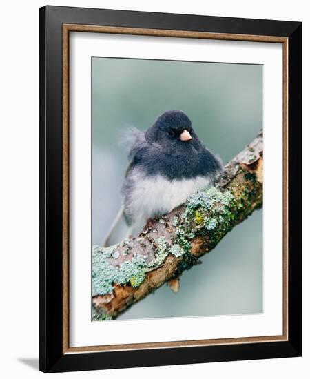 Dark-eyed Junco-Adam Jones-Framed Photographic Print