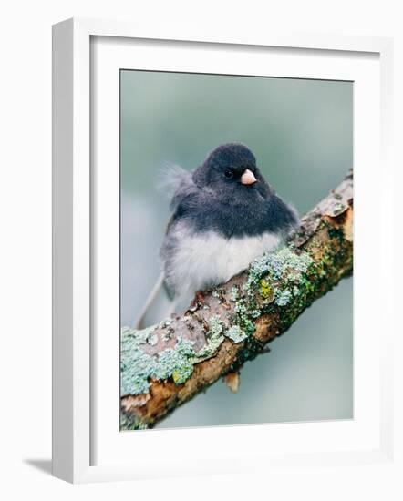 Dark-eyed Junco-Adam Jones-Framed Photographic Print