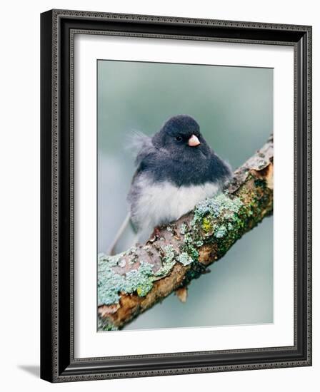 Dark-eyed Junco-Adam Jones-Framed Photographic Print