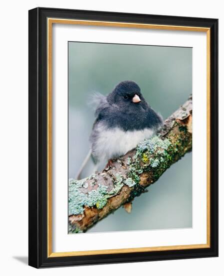 Dark-eyed Junco-Adam Jones-Framed Photographic Print