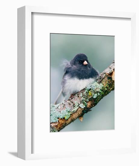 Dark-eyed Junco-Adam Jones-Framed Photographic Print