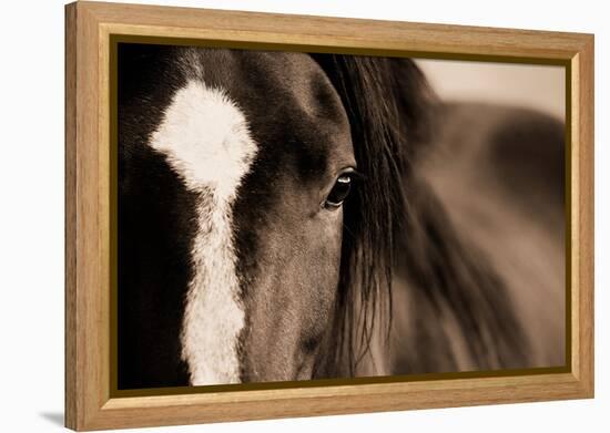 Dark Eyes-Lisa Dearing-Framed Premier Image Canvas