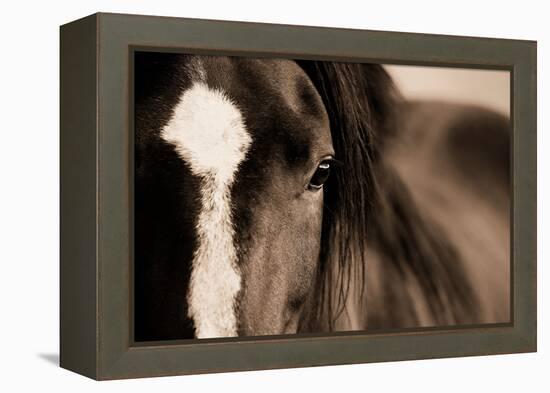 Dark Eyes-Lisa Dearing-Framed Premier Image Canvas