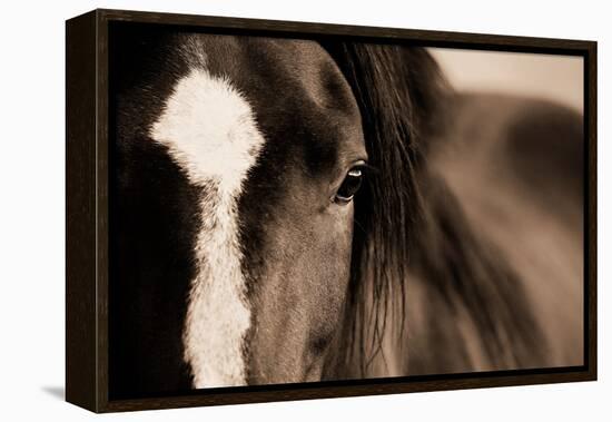 Dark Eyes-Lisa Dearing-Framed Premier Image Canvas