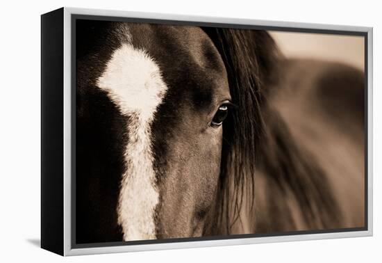 Dark Eyes-Lisa Dearing-Framed Premier Image Canvas