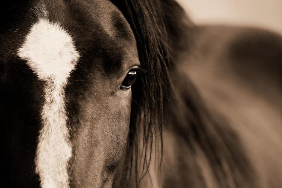 Dark Eyes-Lisa Dearing-Framed Photographic Print