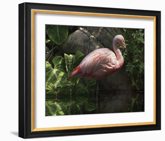 Dark Flamingo-Steve Hunziker-Framed Art Print