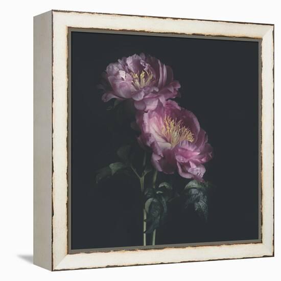 Dark Florals-Sarah Gardner-Framed Stretched Canvas