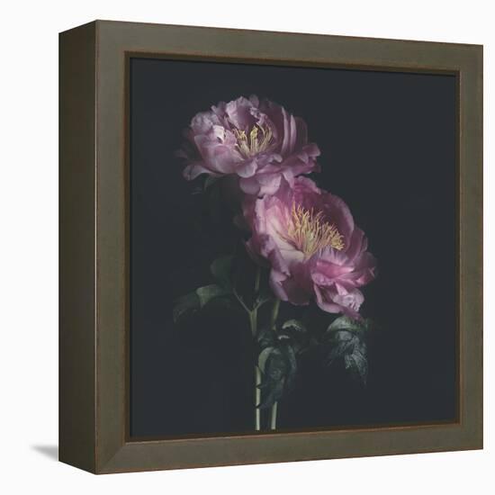 Dark Florals-Sarah Gardner-Framed Stretched Canvas