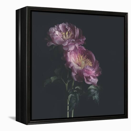 Dark Florals-Sarah Gardner-Framed Stretched Canvas