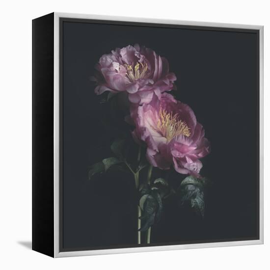 Dark Florals-Sarah Gardner-Framed Stretched Canvas