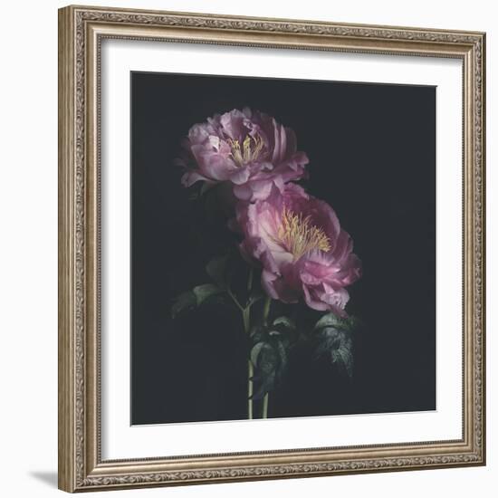 Dark Florals-Sarah Gardner-Framed Photo