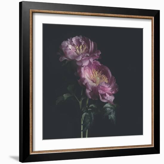 Dark Florals-Sarah Gardner-Framed Photo