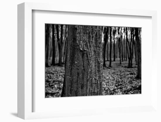 Dark Forrest-anderm-Framed Photographic Print