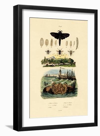 Dark Giant Horsefly, 1833-39-null-Framed Giclee Print