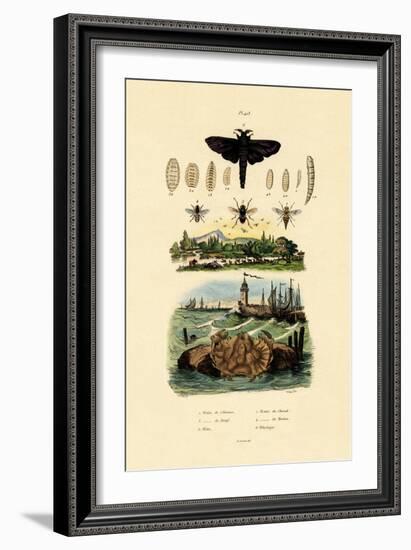 Dark Giant Horsefly, 1833-39-null-Framed Giclee Print