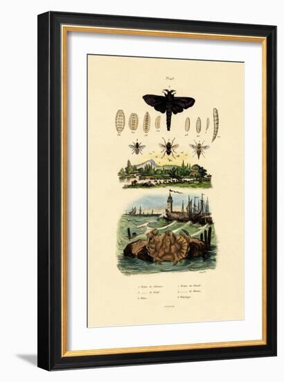 Dark Giant Horsefly, 1833-39-null-Framed Giclee Print