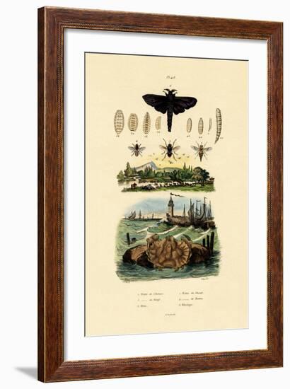 Dark Giant Horsefly, 1833-39-null-Framed Giclee Print