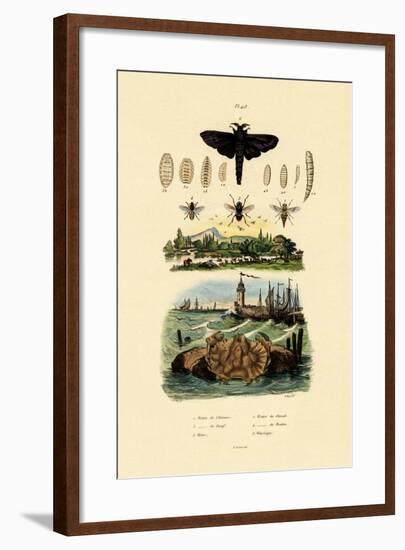 Dark Giant Horsefly, 1833-39-null-Framed Giclee Print