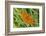 Dark Green Fritillary, Open Wings, from Above-Harald Kroiss-Framed Photographic Print