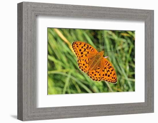 Dark Green Fritillary, Open Wings, from Above-Harald Kroiss-Framed Photographic Print