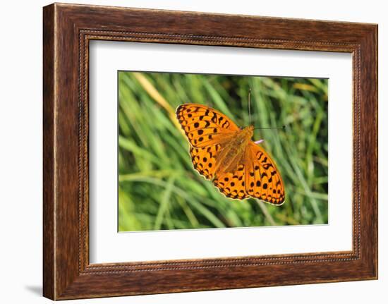 Dark Green Fritillary, Open Wings, from Above-Harald Kroiss-Framed Photographic Print
