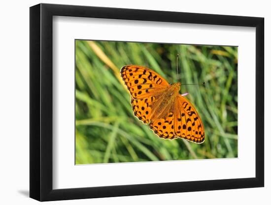 Dark Green Fritillary, Open Wings, from Above-Harald Kroiss-Framed Photographic Print