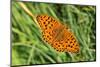 Dark Green Fritillary, Open Wings, from Above-Harald Kroiss-Mounted Photographic Print