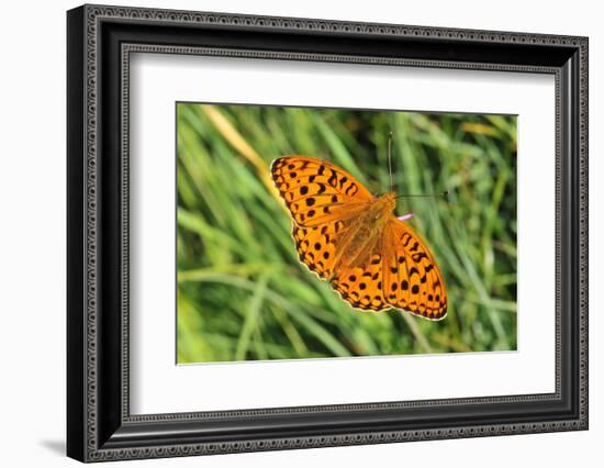 Dark Green Fritillary, Open Wings, from Above-Harald Kroiss-Framed Photographic Print