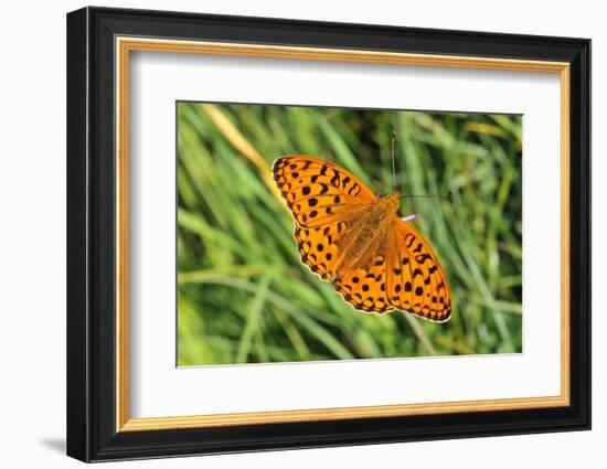 Dark Green Fritillary, Open Wings, from Above-Harald Kroiss-Framed Photographic Print