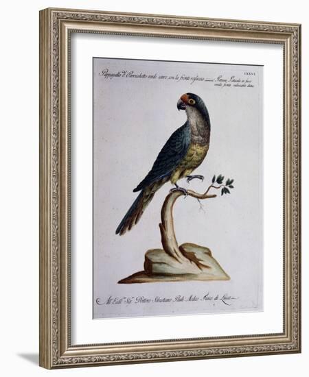 Dark Green Parrot or Parakeet with Reddish Face (Psittacus Psittacula Ex Fusco Viridis-null-Framed Giclee Print