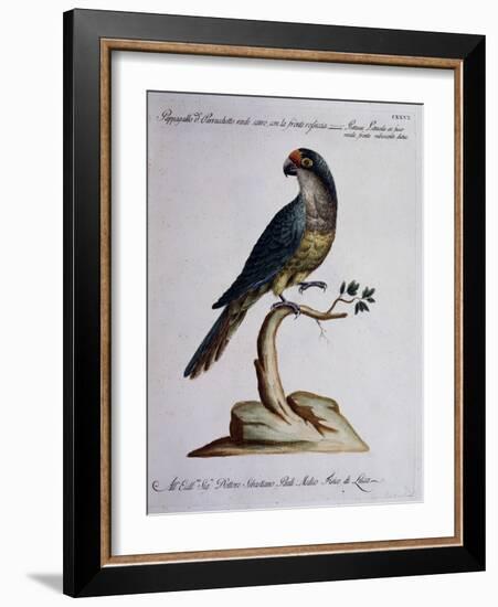 Dark Green Parrot or Parakeet with Reddish Face (Psittacus Psittacula Ex Fusco Viridis-null-Framed Giclee Print